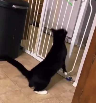 Cat tries to jump over fence