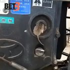 Mouse regrets going inside the machine