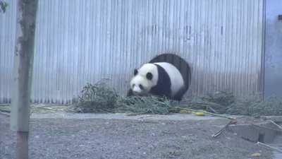 Just Si Xue making an appearance