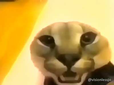 Tha cute floopa video