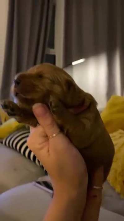 blissed out pup loves mario