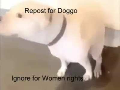 Do it for doggo