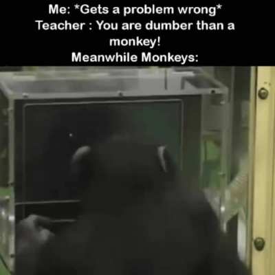 Don't insult the monkey please
