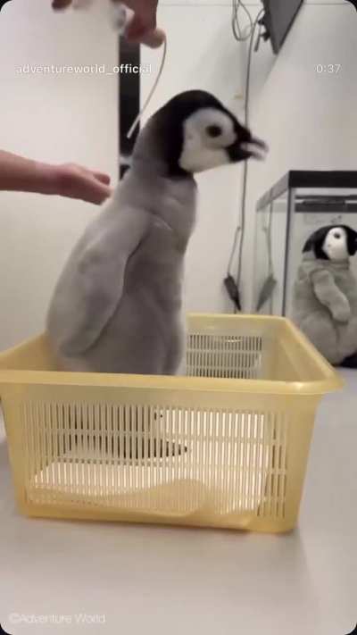 Cuidador de pinguins