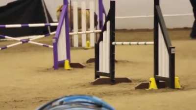 Mastiff Competing At Dog Agility