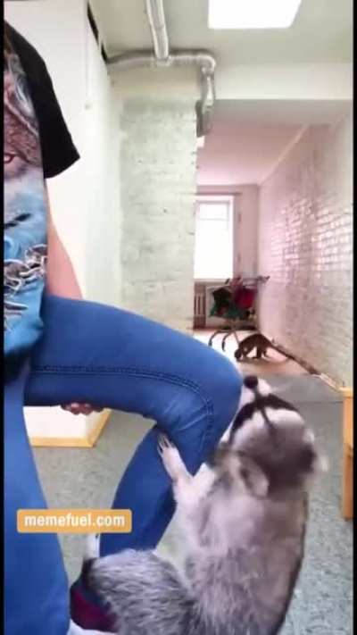 Raccoon shenanigans
