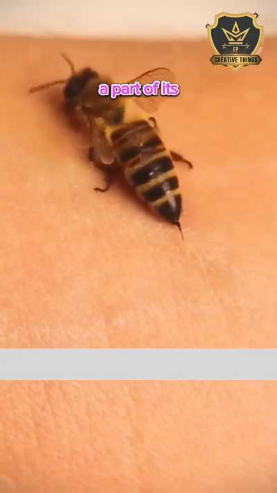 Bee