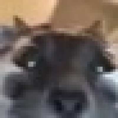 me encanta este gato