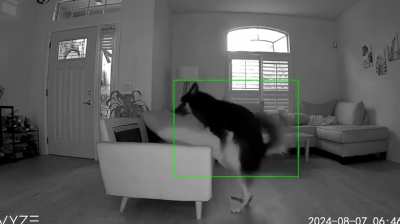 Wunk goes 𝒻𝓇ℯ𝒶𝓀𝓎 immediately after the owner leaves