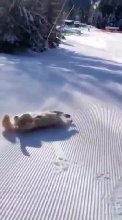 He likes the snow
