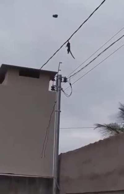XD