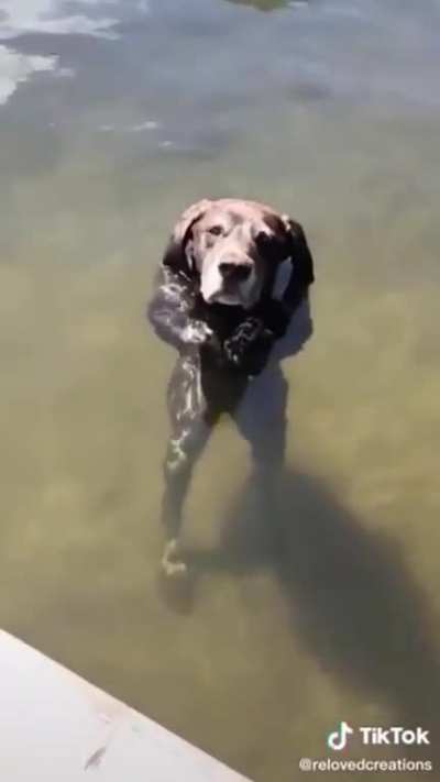 this dog standing
