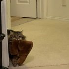 My mom adopted a cat that brings her slippers to her every morning. I didn’t believe her until she got it on camera finally
