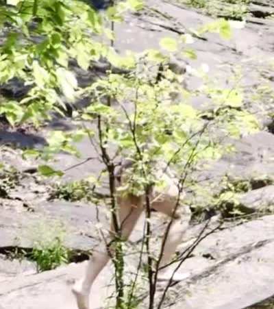 From wild flowers