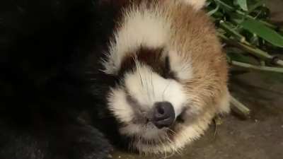 Having a snooze after dinner