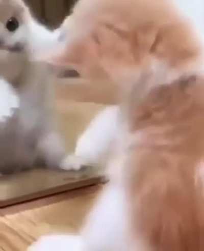 cute kitten