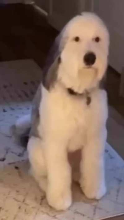 I’ve always wanted a dog😊