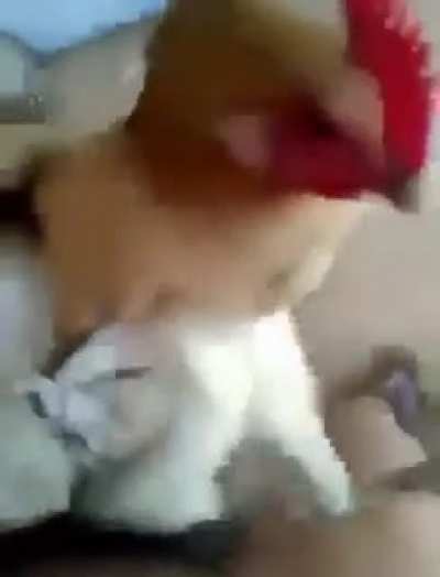 Kuracinka 🐔😋
