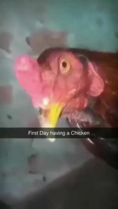 🐔