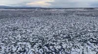 Thousands of tons of sardines wash ashore in Hokkaido