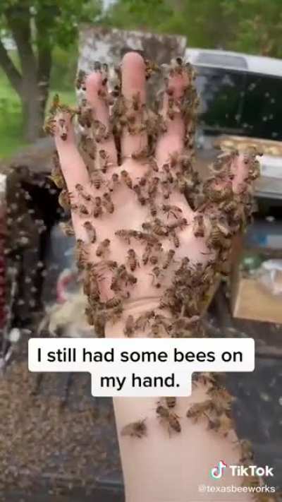 More bees than usual