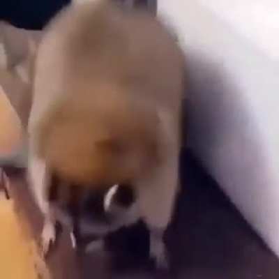 🦝