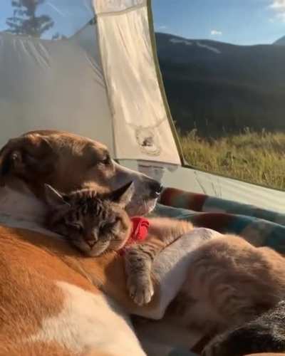 Summertime buddies
