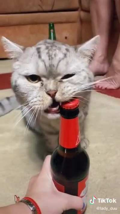 If I had a cat like this I would never get married