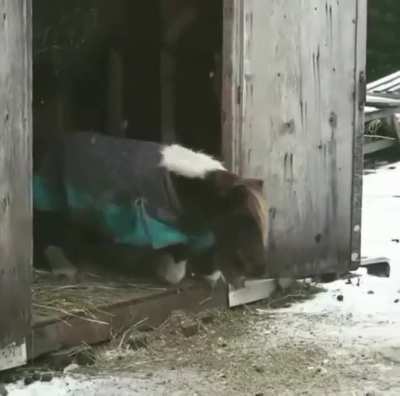 His happiness after he finally did it!