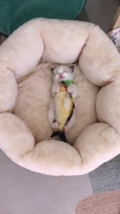 The baby kitten is sleeping with her favorite toy. ;)