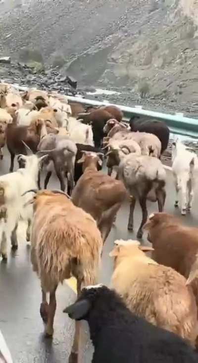 The Sheep Twerk!)