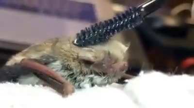 Bats enjoy being pampered too.