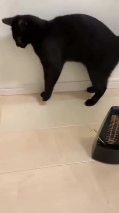 Cat... Tok... Cat... Tok...
