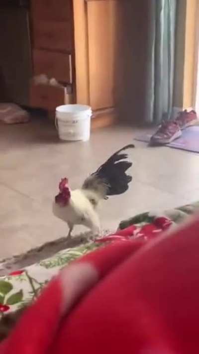 Your wake up call service is here now.
