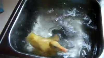 Baby Duck Swimming in a Sink