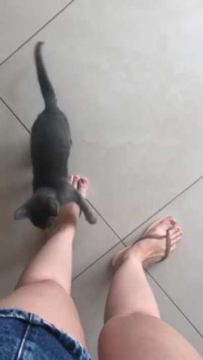 My cat giving my wife a heart attack