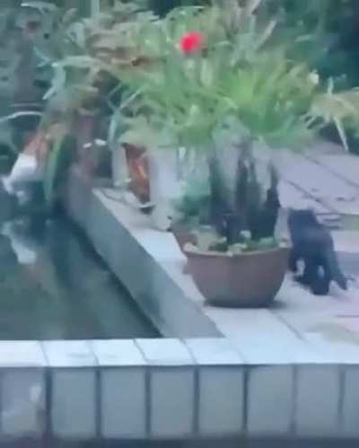 I must push this guy to the water