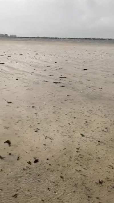 Tampa Bay this morning, totally dry due to Hurricane Ian (Water normally up to the railing!)