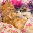 Милоты Вам в вечер 😌