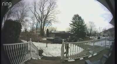 UPS guy in awe of English Mastiff
