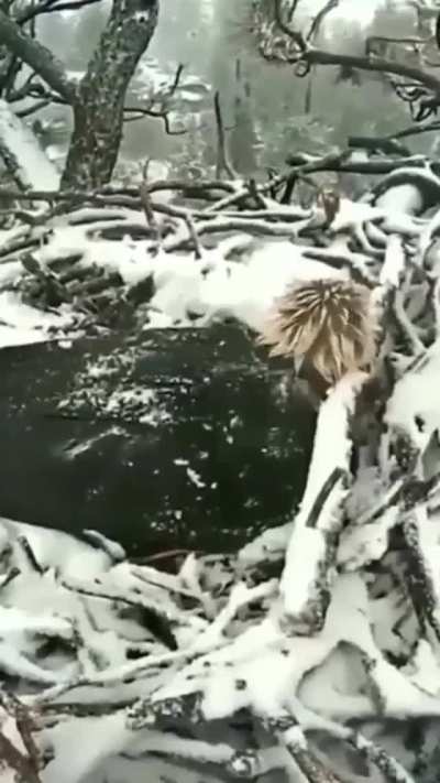 🔥 eagle mom