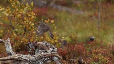A female Eurasian jay bends over backwards to avoid an attacking female hatch-year Eurasian sparrowhawk