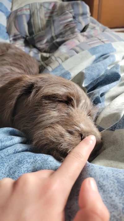 Gentle sleepy boop