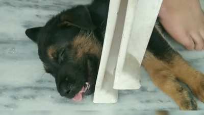 Adopted a Dog