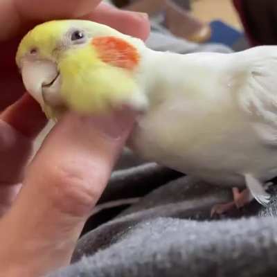 I'll have you know I scritched the dinosaur and only lost 1 finger