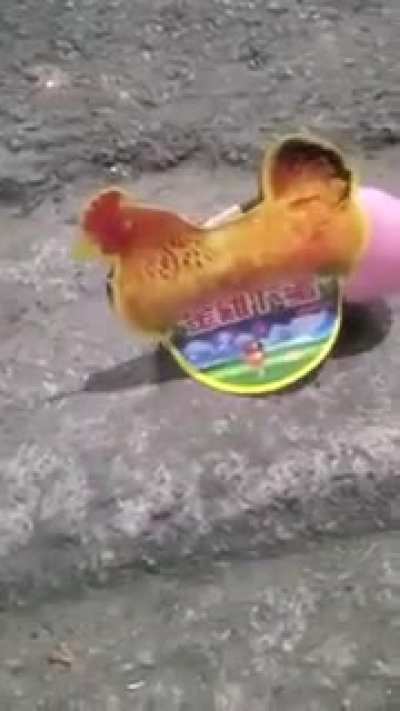 This firecracker called Chicken Laying Egg