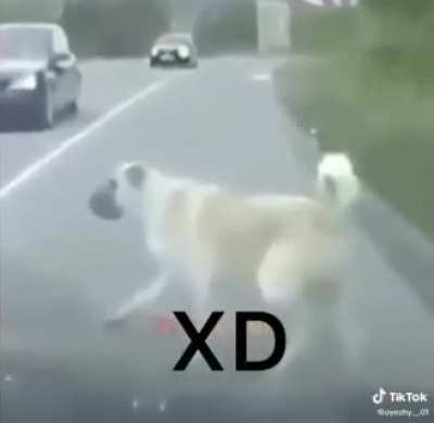 XD