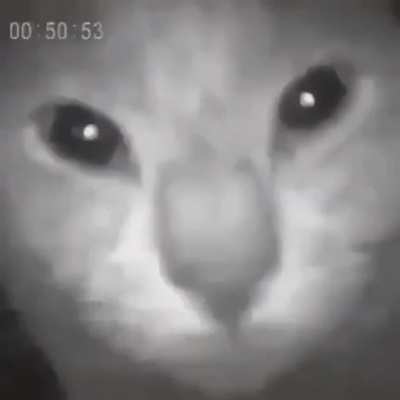 What a cool cat