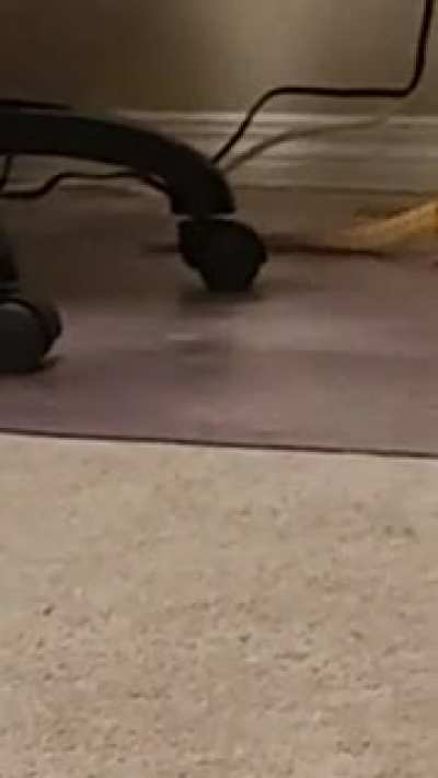 An apex predator hunting for worms