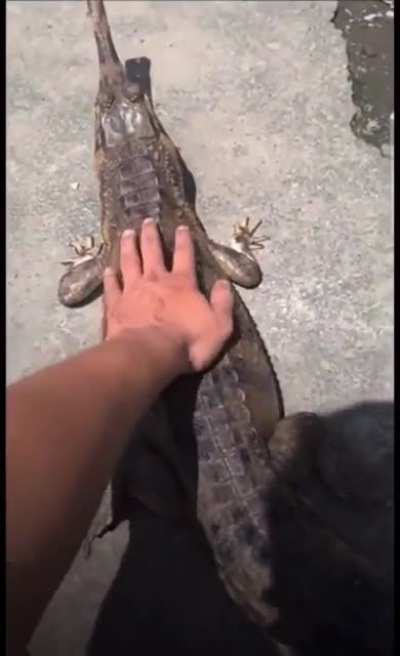 Petting a crocodile
